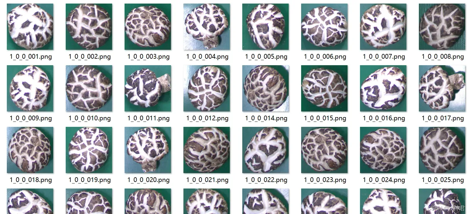 对两种类型的蘑菇图像进行识别与分类——使用SVM分类器（matlab）