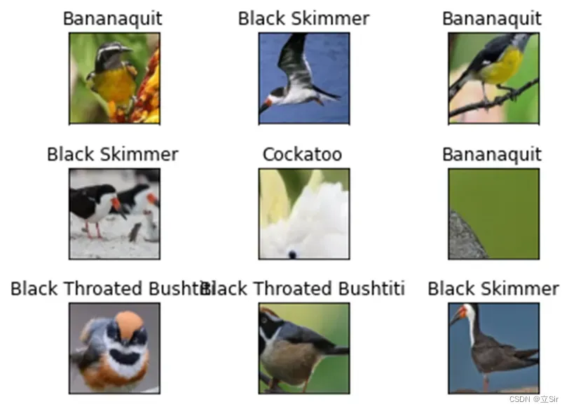 【图像分类案例】(8) ResNet50 鸟类图像4分类，附Pytorch完整代码